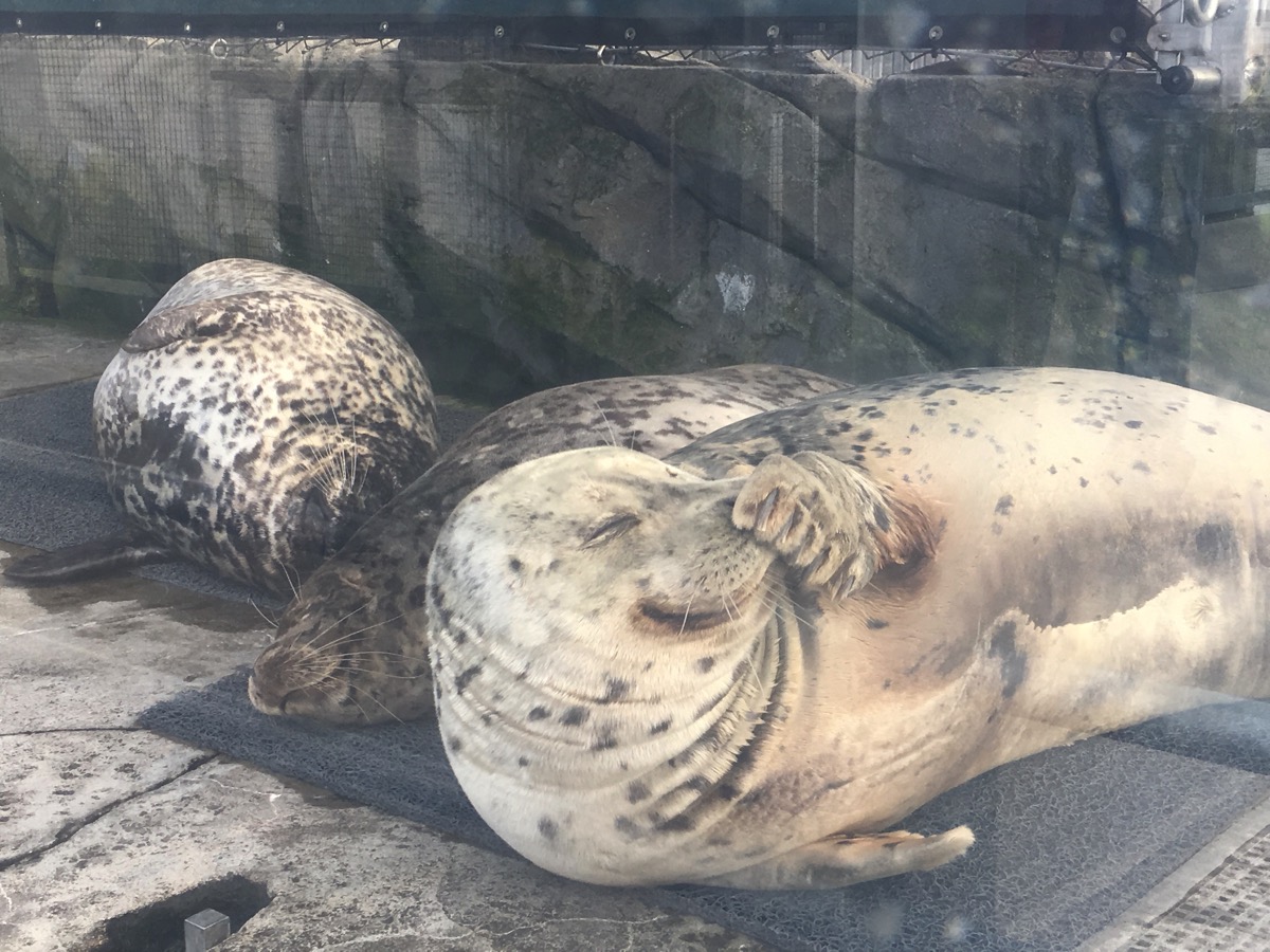Alaska Trip Day 15: A Trip to Seattle and it’s Famous Aquarium…
04/30/17